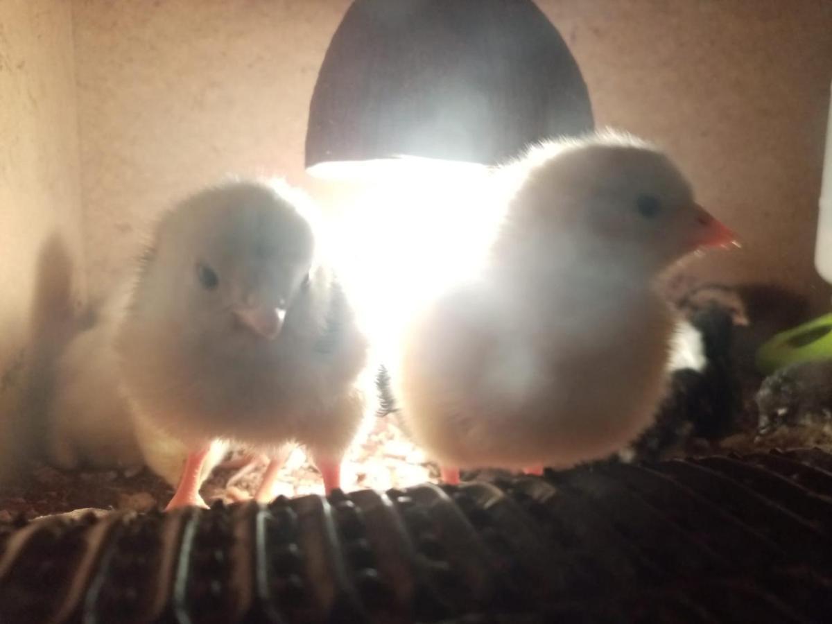 Farma Hermina Jilemnice Bagian luar foto